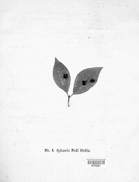 Polystigma fulvum image